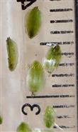  Phyllaries